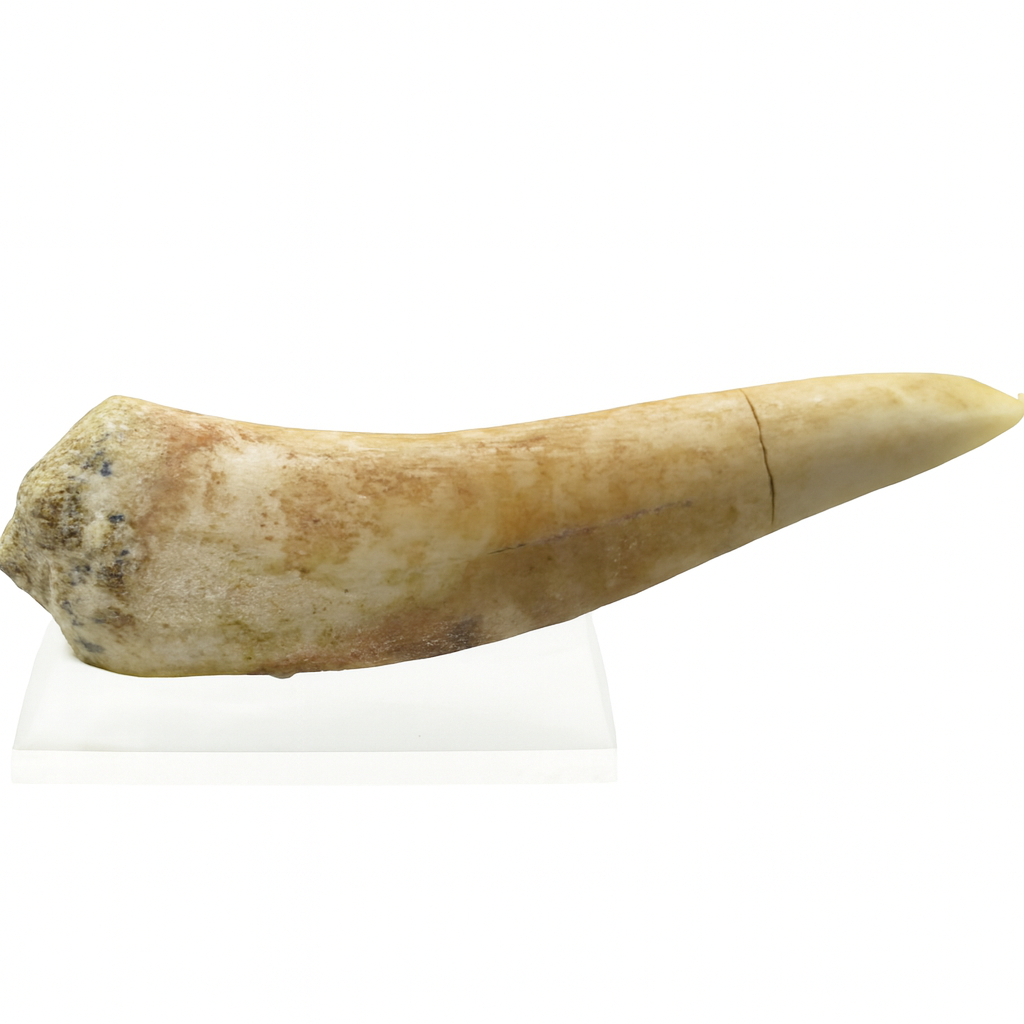 Salmon related Tooth.